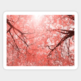 Cherry tree blossoms in Living Coral Pantone color 2019 Sticker